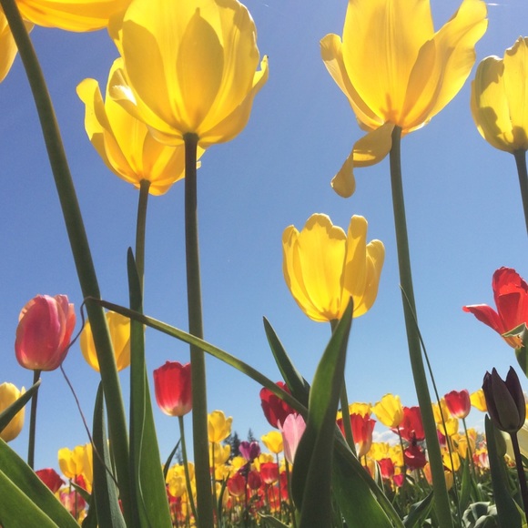 Meet your Posher, Julie - Picture 1 of 1